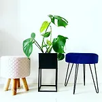 Monstera Apartment Dziwnówek
