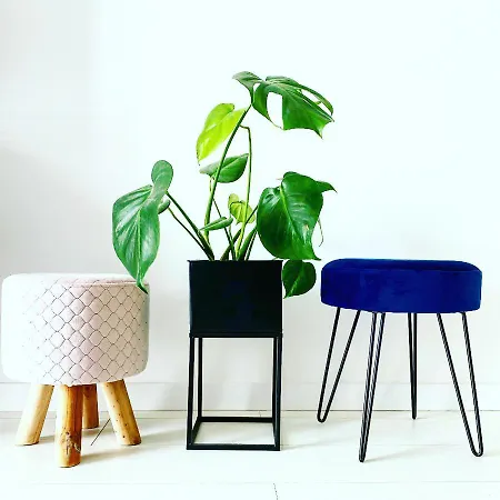 Monstera Apartment Dziwnowek