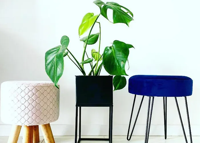 Monstera Appartamento Dziwnówek